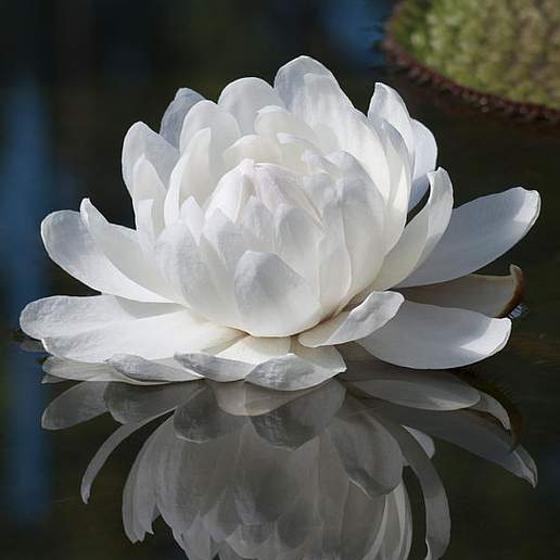 Giant Water Lily