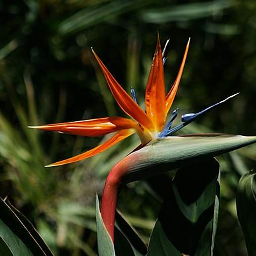 Queen's Bird Of Paradise