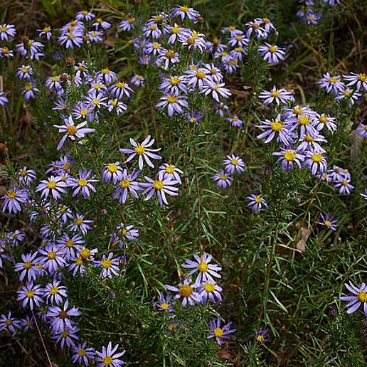 Savory Leaf Aster