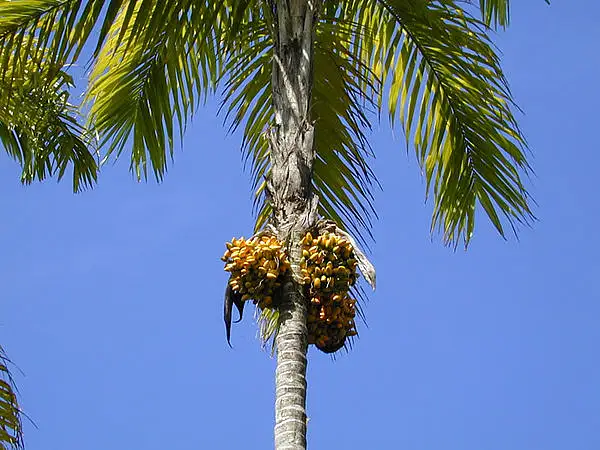 Peach Palm