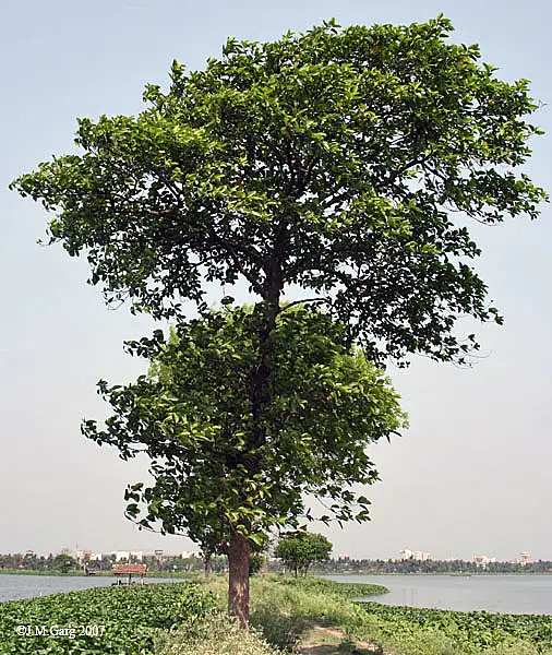 Burflower Tree