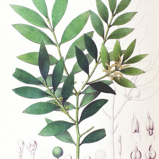 Broad Leaf Podocarpus
