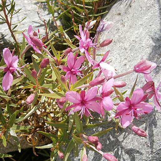 Epilobium Dodonaei Platyphyllum