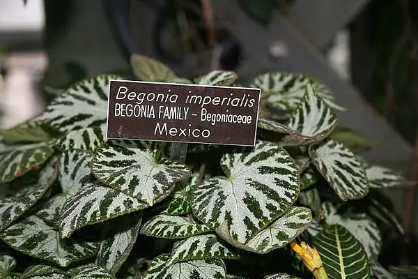 Imperial Begonia