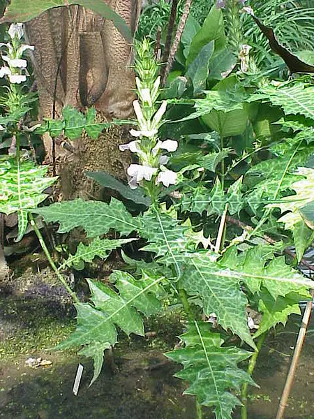 Mountain Thistle
