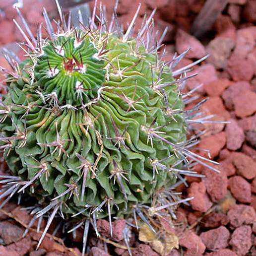 Brainy Starcactus