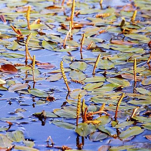 Common Pondweed