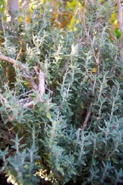 Cat Thyme