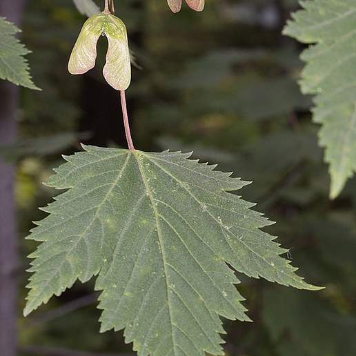 California Mountain Maple