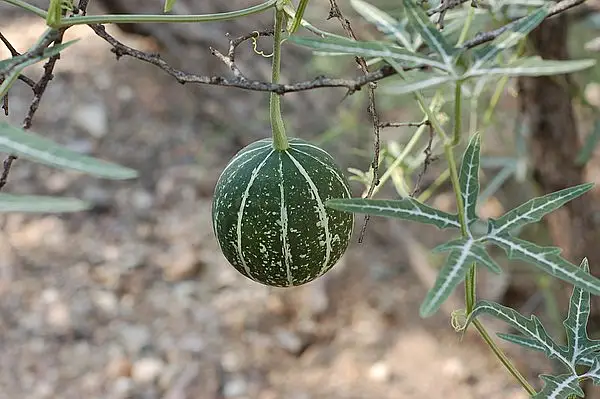Fingerleaf Gourd
