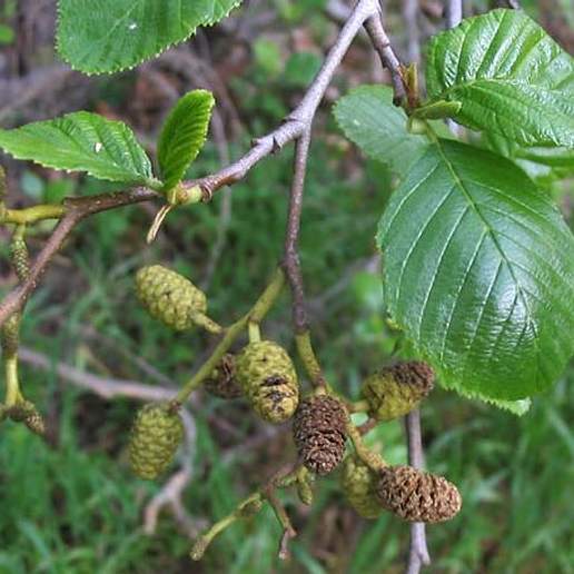 Mountain Alder