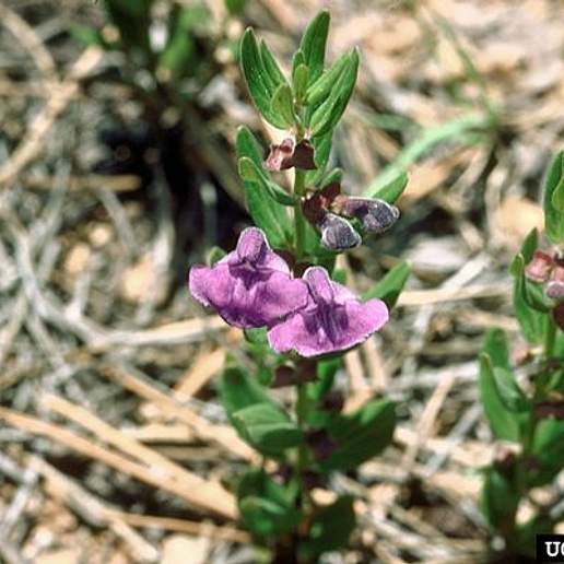 Scutellaria Brittonii Virgulata