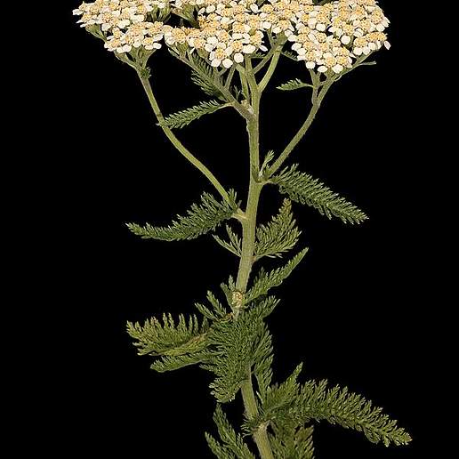 Common Yarrow