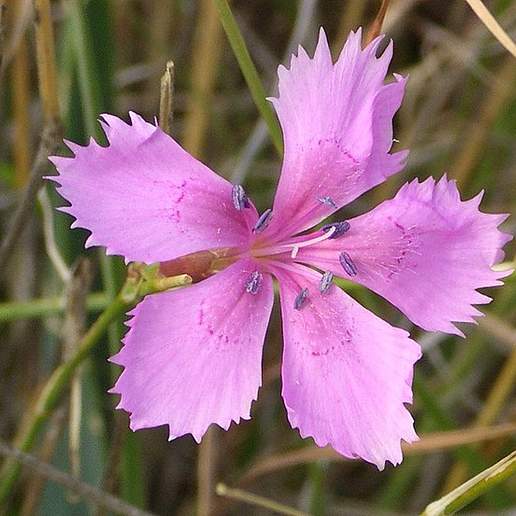 Floral Lace Hearts Of Fire Dianthus