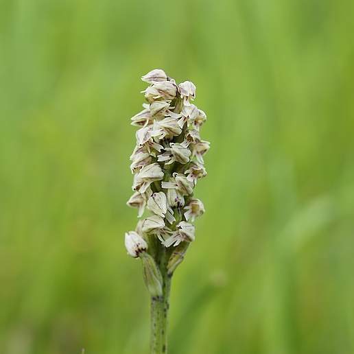 Dense Flowered Orchid