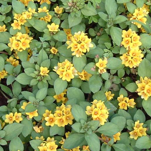 Dense Flowered Loosestrife
