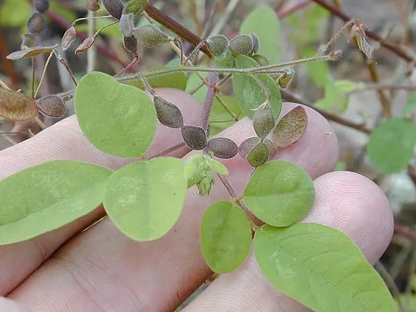 Florida Beggarweed