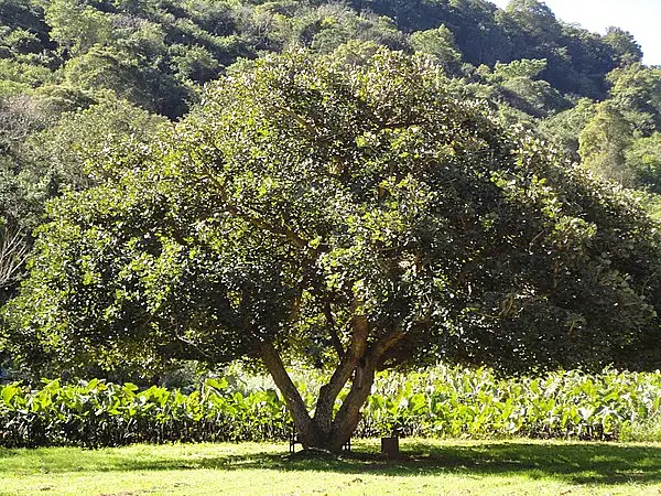 Lucky Beantree