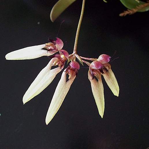 Pale Umbrella Orchid
