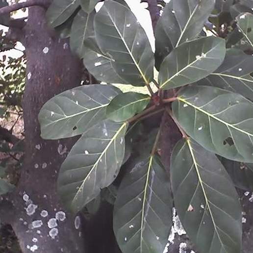 Lagos Rubbertree