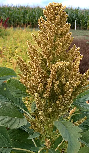 Hybrid Amaranth