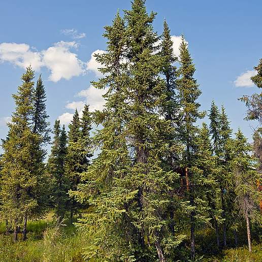 Bog Spruce