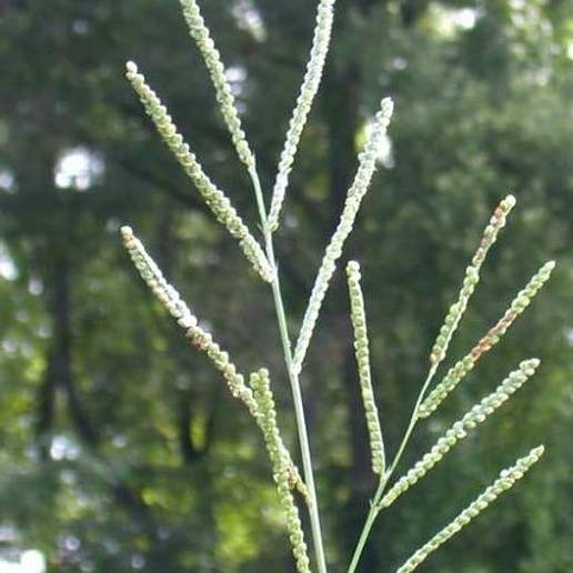 Florida Paspalum