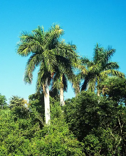 Florida Royal Palm