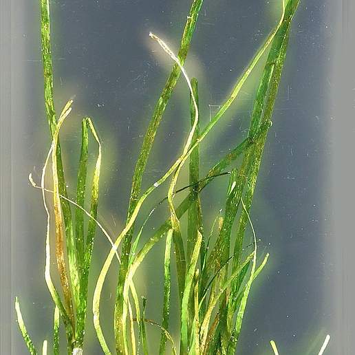 Eelgrass