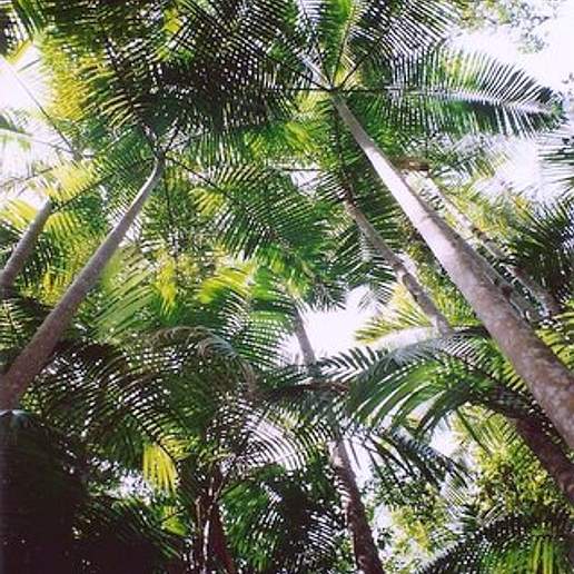 Bangalow Palm