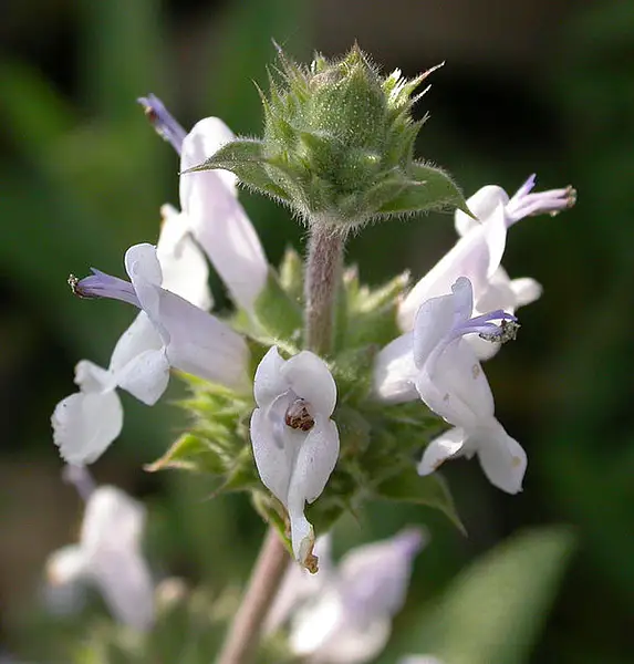 Black Sage