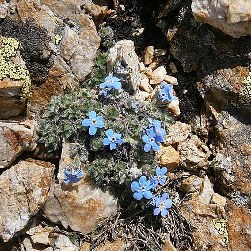 Arctic Alpine Forget Me Not