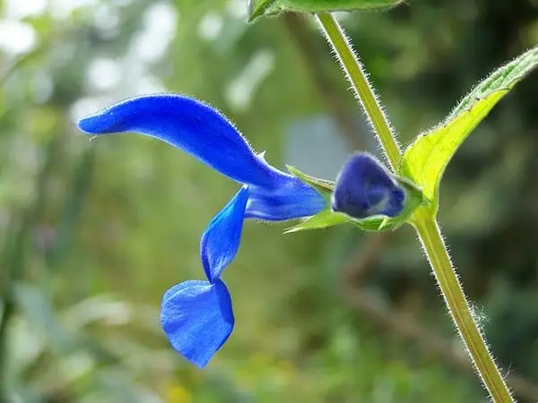 Gentian Sage