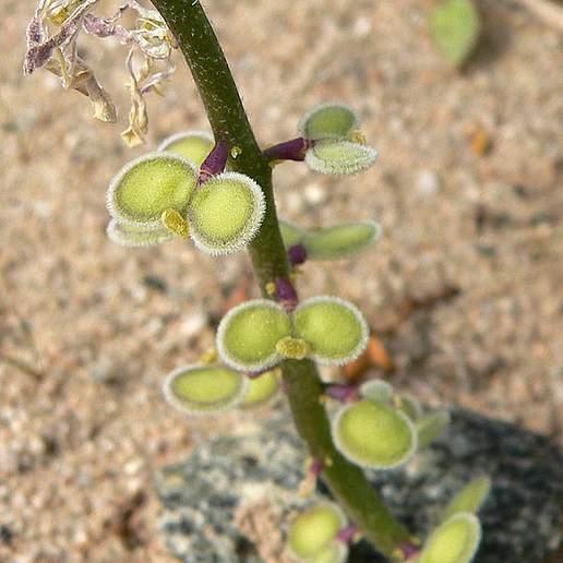 California Shieldpod