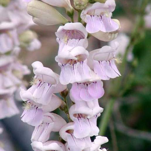Blackbeard Beardtongue