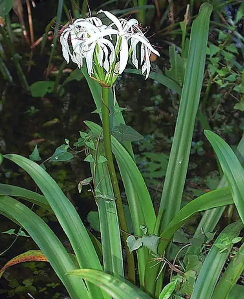 String Lily