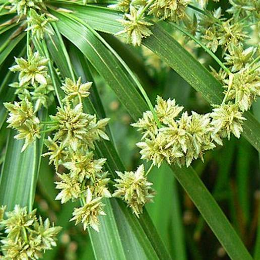 Cyperus alterniflorus