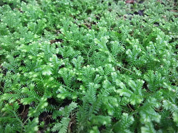 Krauss's Clubmoss