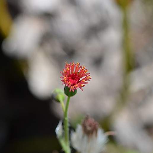 Florida Tassel Flower