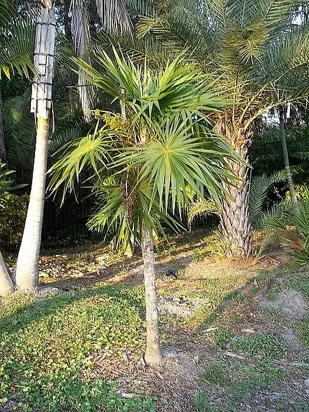 Florida Thatch