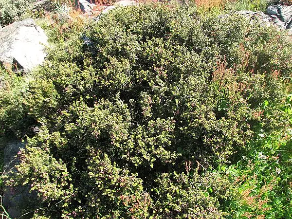 Mountain Yew
