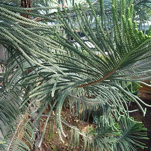 Cliff Araucaria