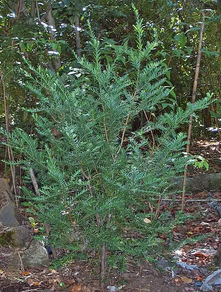 Chilean Yew
