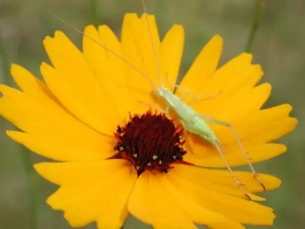 Florida Tickseed