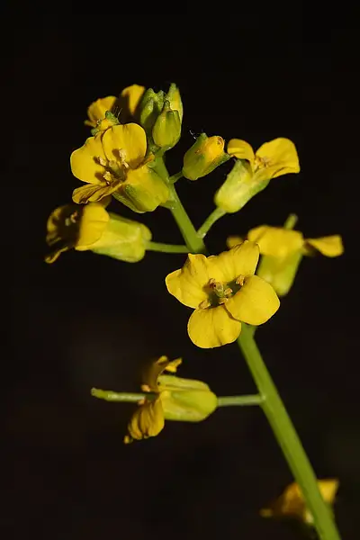 Erect Fruit Wintercress