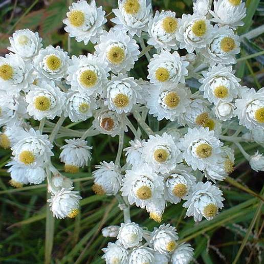 Western Pearly Everlasting