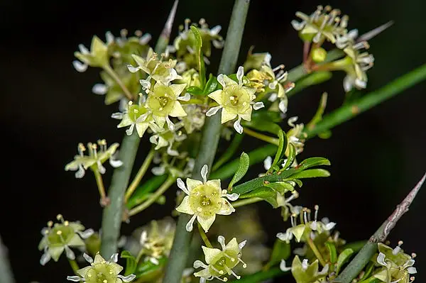 California Prickbush