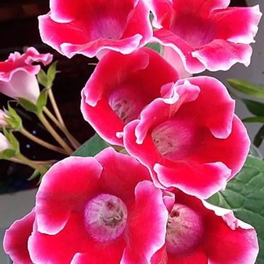 Florist's Gloxinia