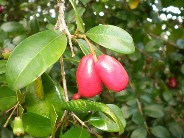 Australian Brush Cherry