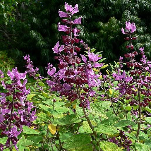 Candy Kisses Wild Sage